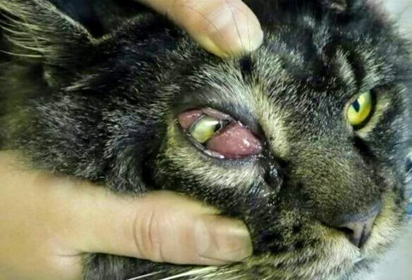 Kocúrik Mio- pokročilá infekcia oka