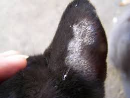 Kožné ochorenia u mačiek
